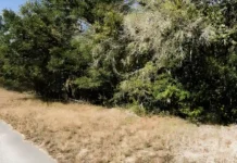 Wooded roadside near Ramblewood Road in Lutz, Florida, where Jacquelyn Cirone’s remains were found.