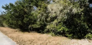 Wooded roadside near Ramblewood Road in Lutz, Florida, where Jacquelyn Cirone’s remains were found.